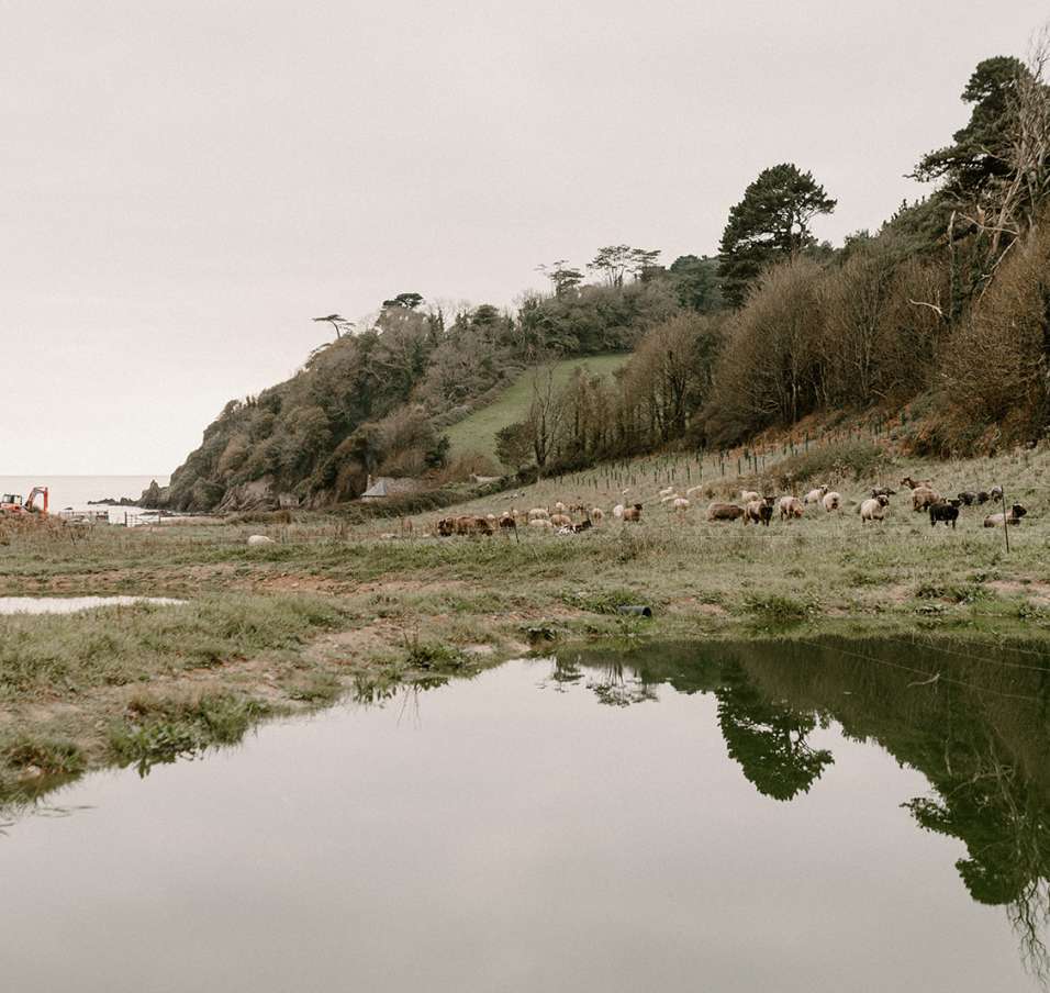 Why Regenerative Farming Matters: Lessons from Orchard Farm